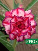 Grafted-Adenium-Bonsai-Triple-Petal-Beauty-Pink-PFF28-3x4-Product-Peppyflora-01-a-Moz