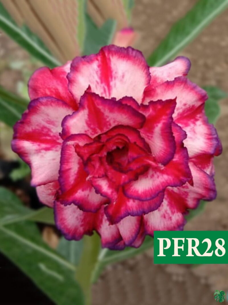 Grafted Adenium Bonsai Triple Petal Beauty Pink Pff28 3X4 Product Peppyflora 01 A Moz