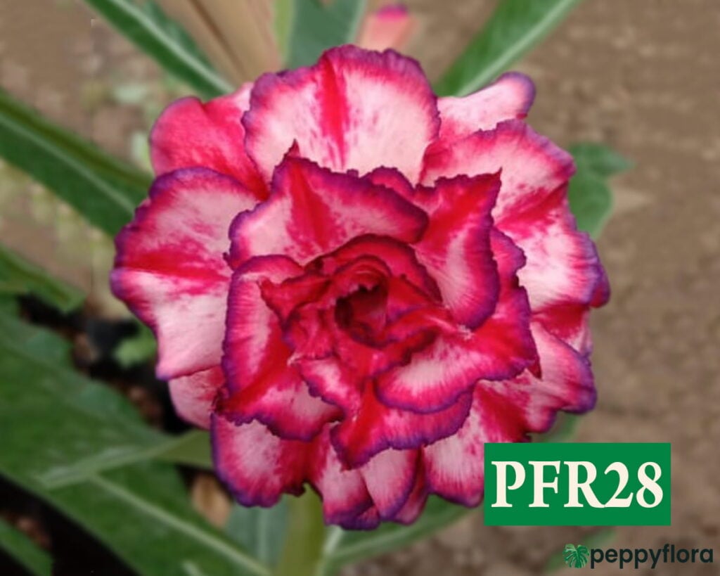 Grafted Adenium Bonsai Triple Petal Beauty Pink Pff28 Product Peppyflora 02 Moz