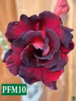 Grafted Adenium Triple Petal Dark Rose - PFM10