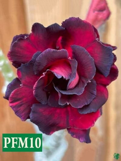 Grafted Adenium Bonsai Triple Petal Dark Rose Pfm10 3X4 Product Peppyflora 01 A Moz