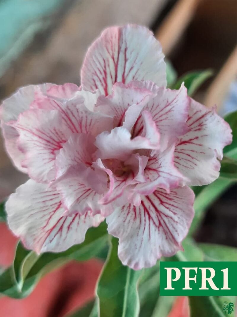 Grafted Adenium Bonsai Triple Petal Soft Pink White Pfr1 3X4 Product Peppyflora 01 A Moz