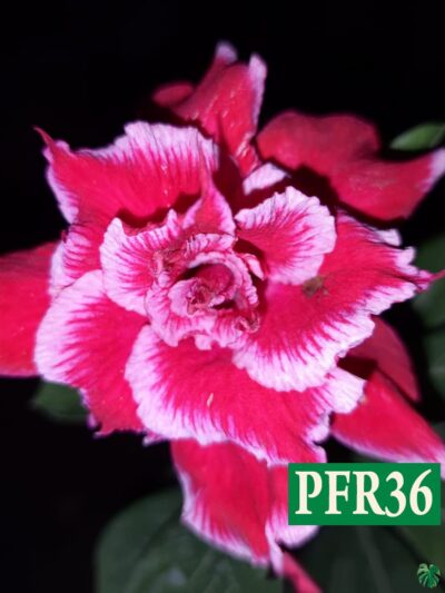 Grafted-Adenium-Bonsai-Triple-Razzmatazz-Pink-White-PFR36-3x4-Product-Peppyflora-01-a-Moz