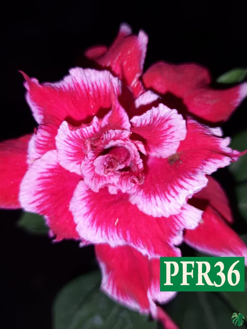 Grafted Adenium Bonsai Triple Razzmatazz Pink White Pfr36 3X4 Product Peppyflora 01 A Moz