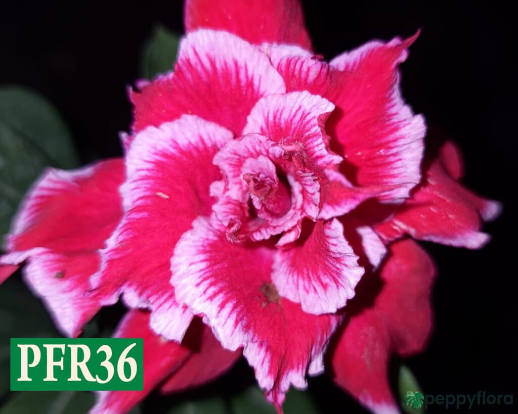 Grafted Adenium Bonsai Triple Razzmatazz Pink White Pfr36 Product Peppyflora 02 Moz