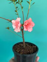 Peach-Burst-White-Azalea-Flower-3x4-Product-Peppyflora-01-a-Moz
