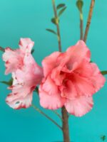 Peach-Burst-White-Azalea-Flower-3x4-Product-Peppyflora-01-b-Moz