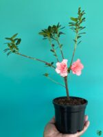 Peach-Burst-White-Azalea-Flower-3x4-Product-Peppyflora-01-c-Moz