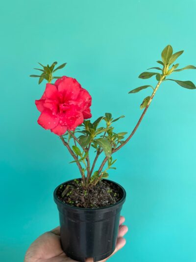 Red Azalea Flower 3X4 Product Peppyflora 01 A Moz
