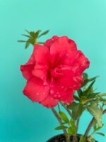 Red-Azalea-Flower-3x4-Product-Peppyflora-01-b-Moz
