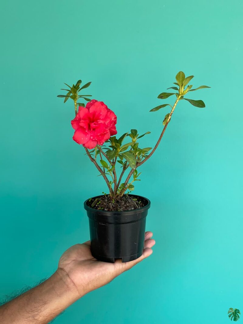 Red-Azalea-Flower-3x4-Product-Peppyflora-01-c-Moz