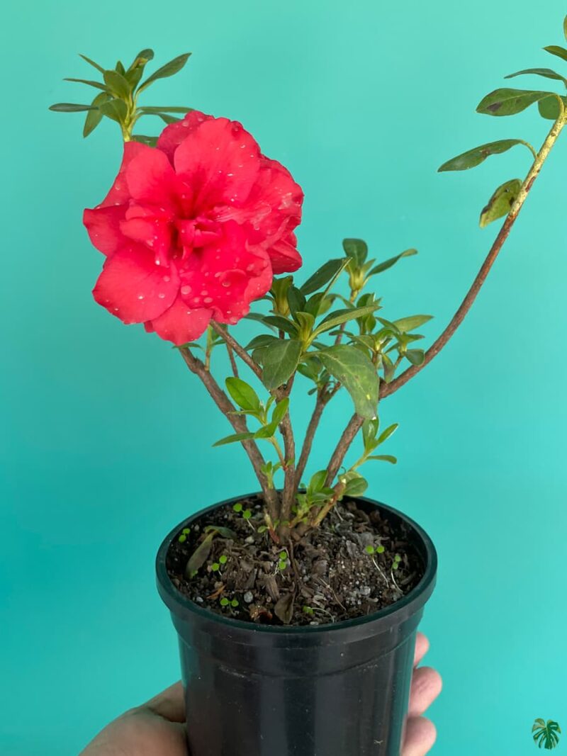 Red-Azalea-Flower-3x4-Product-Peppyflora-01-d-Moz
