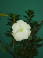 White-Azalea-Flower-3x4-Product-Peppyflora-01-a-Moz