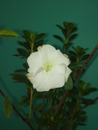 White Azalea Flower 3X4 Product Peppyflora 01 A Moz