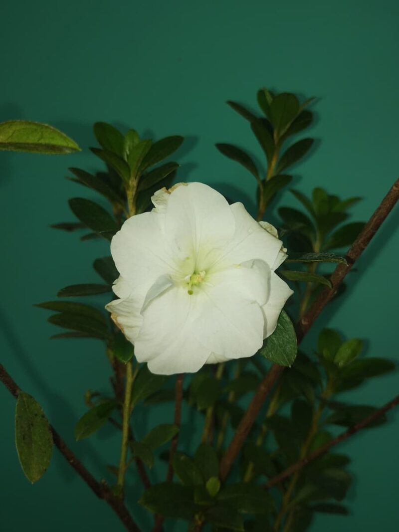 White Azalea Flower 3X4 Product Peppyflora 01 A Moz