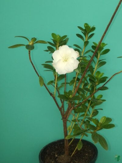 White-Azalea-Flower-3x4-Product-Peppyflora-01-b-Moz