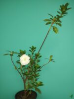 White-Azalea-Flower-3x4-Product-Peppyflora-01-c-Moz