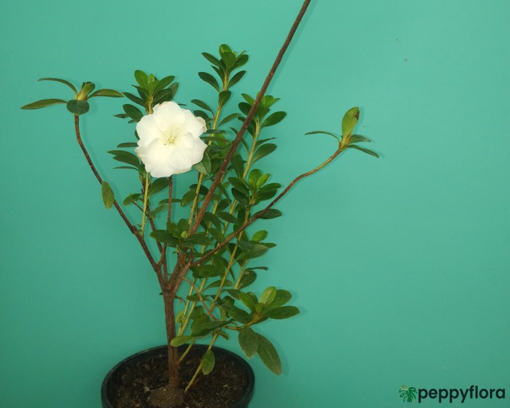 White Azalea Flower Product Peppyflora 02 Moz