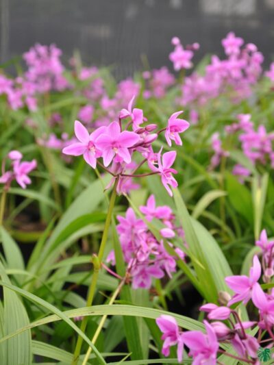 Spathoglottis-Ground-Orchid-Any-Colour-3x4-Product-Peppyflora-01-a-Moz