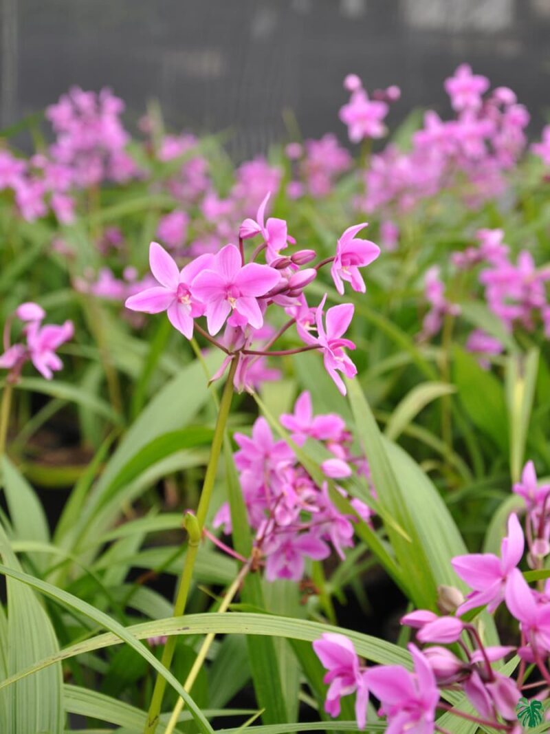 Spathoglottis Ground Orchid Any Colour 3X4 Product Peppyflora 01 A Moz
