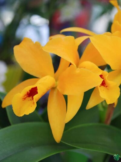 Spathoglottis-Ground-Orchid-Any-Colour-3x4-Product-Peppyflora-01-b-Moz