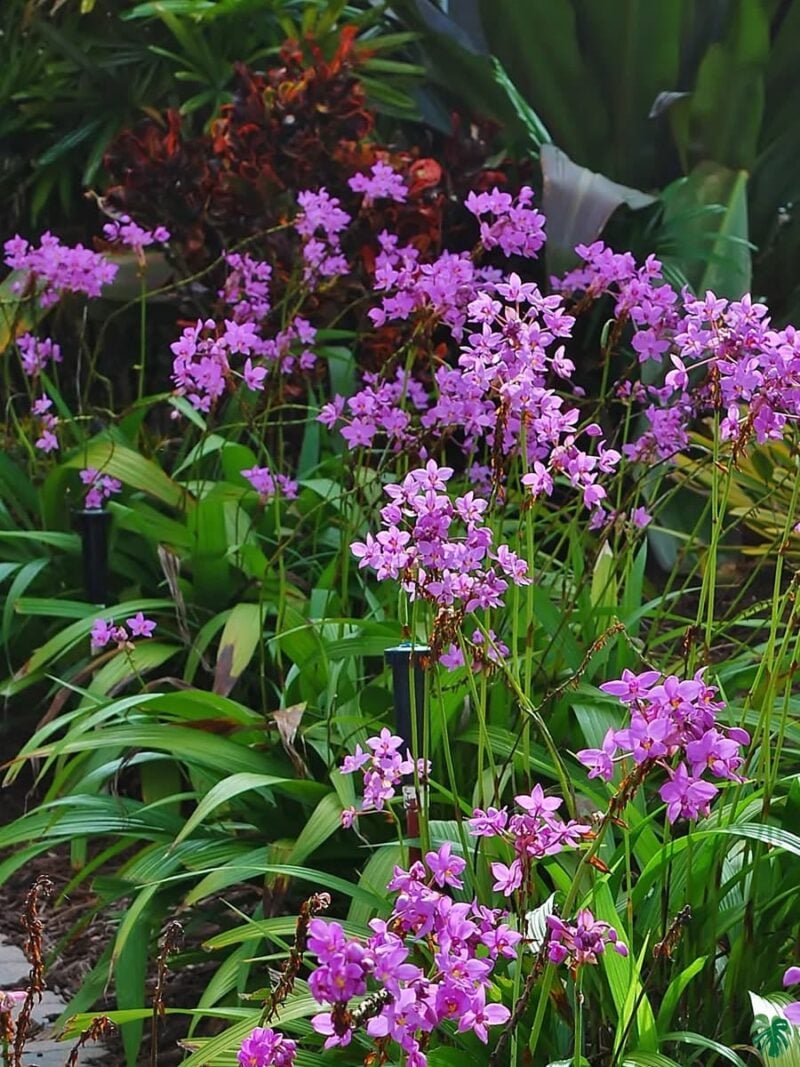 Spathoglottis-Ground-Orchid-Any-Colour-3x4-Product-Peppyflora-01-c-Moz