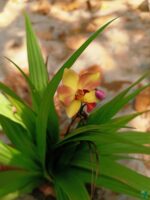 Spathoglottis-Ground-Orchid-Any-Colour-3x4-Product-Peppyflora-01-f-Moz
