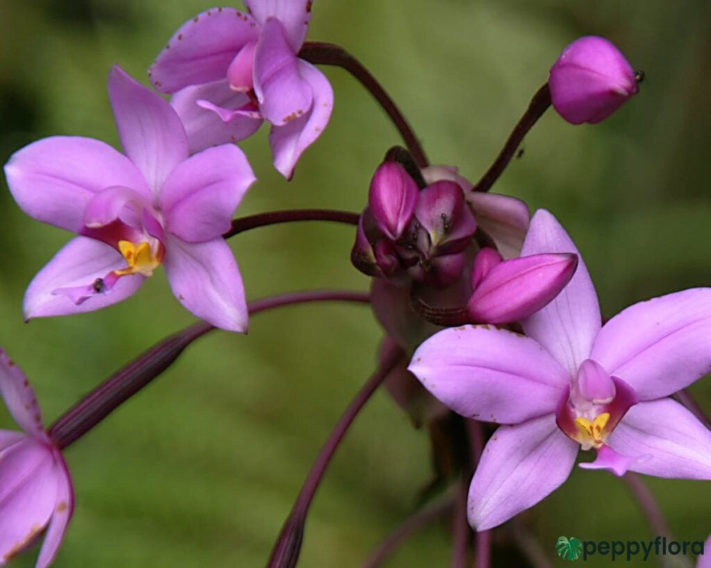 Spathoglottis Ground Orchid Any Colour Product Peppyflora 02 Moz