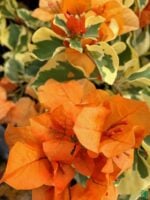 Bougainvillea-Orange-Ice-3x4-Product-Peppyflora-01-a-Moz