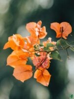 Bougainvillea-Orange-King-3x4-Product-Peppyflora-01-c-Moz