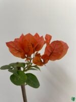 Bougainvillea-Orange-King-3x4-Product-Peppyflora-01-e-Moz