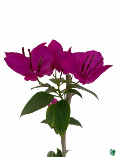 Bougainvillea Pink 3X4 Product Peppyflora 01 A Moz