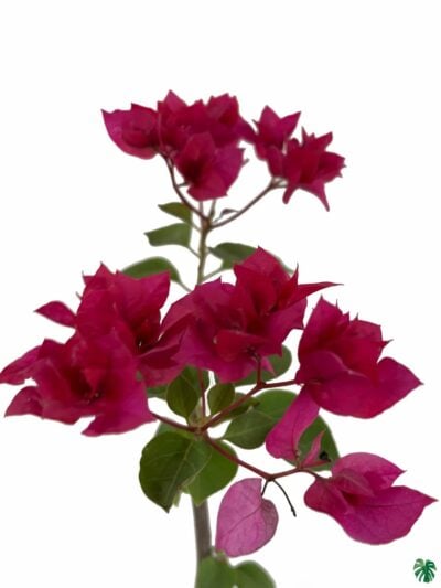 Bougainvillea-Pink-3x4-Product-Peppyflora-01-b-Moz