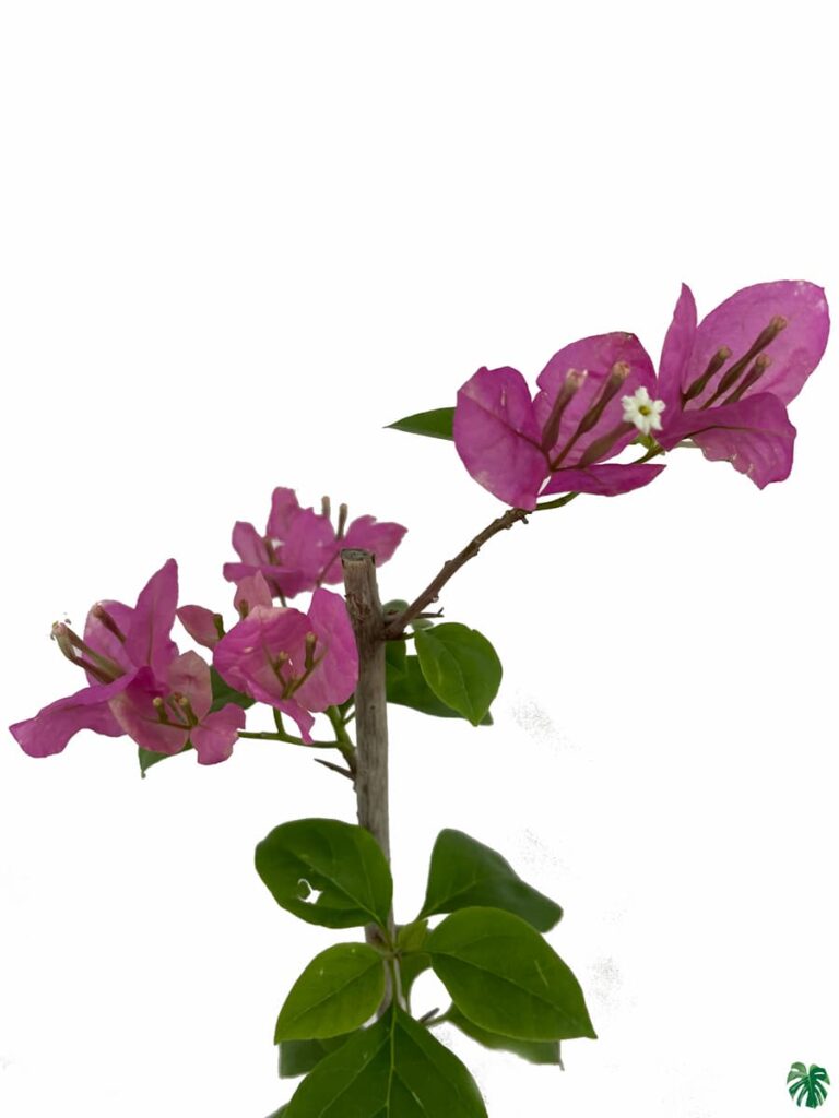 Buy Bougainvillea Pink Online | Peppyflora®