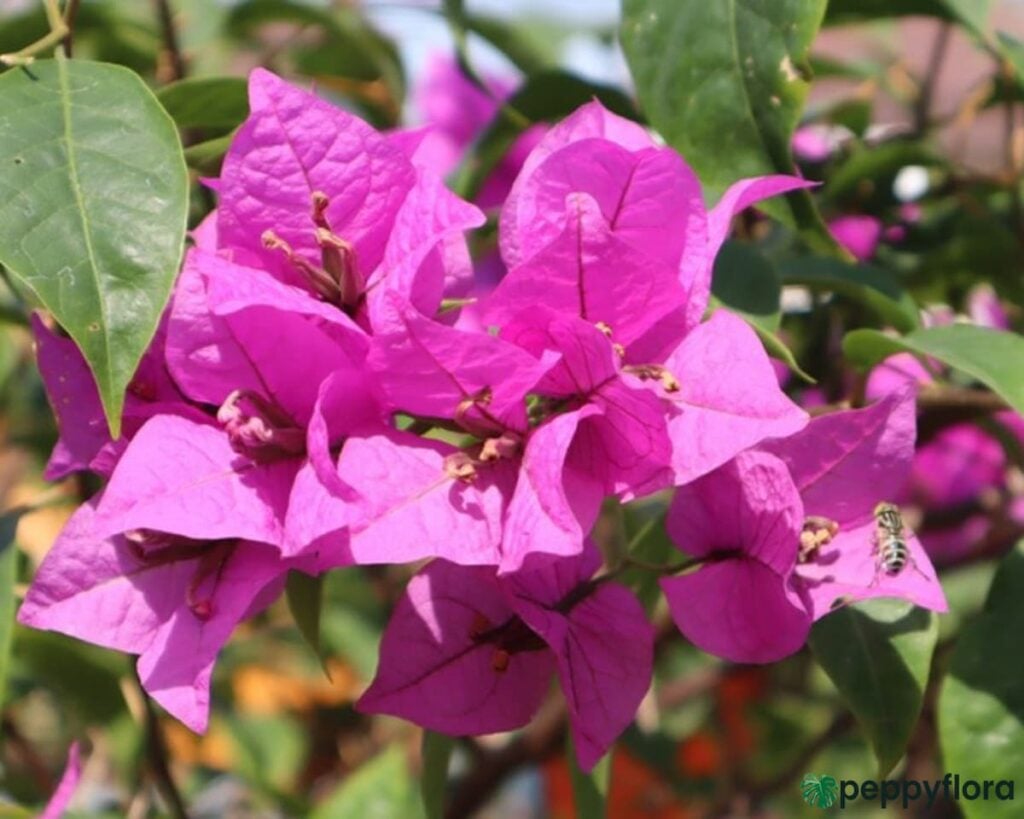 Bougainvillea Pink Product Peppyflora 02 Moz