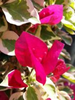 Bougainvillea-Raspberry-Ice-3x4-Product-Peppyflora-01-a-Moz