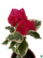 Bougainvillea-Raspberry-Ice-3x4-Product-Peppyflora-01-b-Moz