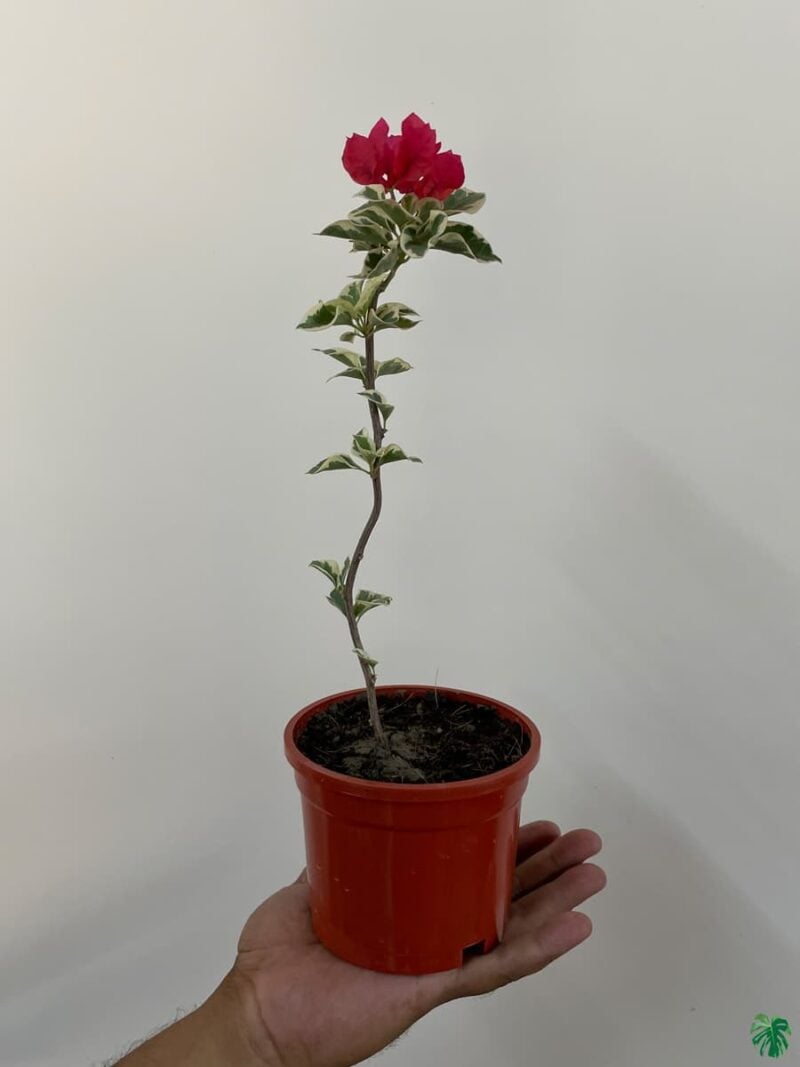 Bougainvillea-Raspberry-Ice-3x4-Product-Peppyflora-01-c-Moz