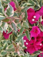 Bougainvillea-Raspberry-Ice-3x4-Product-Peppyflora-01-d-Moz