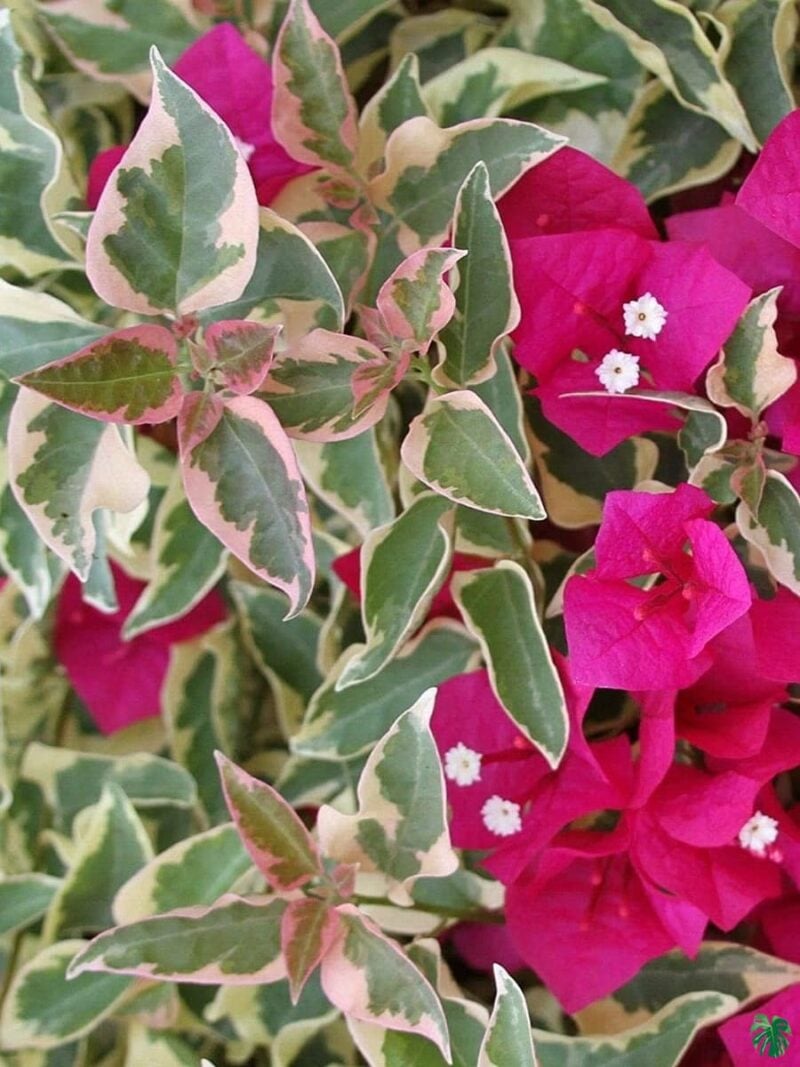 Bougainvillea-Raspberry-Ice-3x4-Product-Peppyflora-01-d-Moz