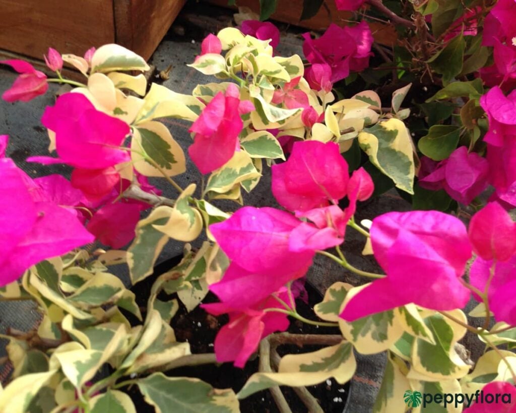 Bougainvillea Raspberry Ice Product Peppyflora 02 Moz