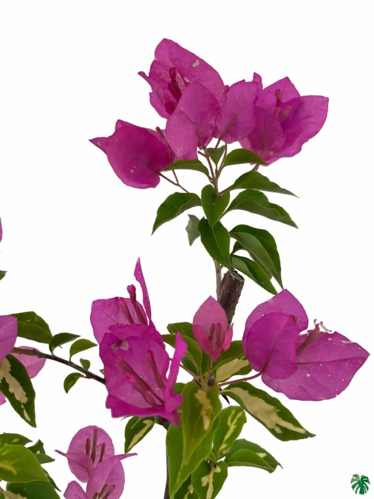 Buy Bougainvillea Thimma Online Peppyflora