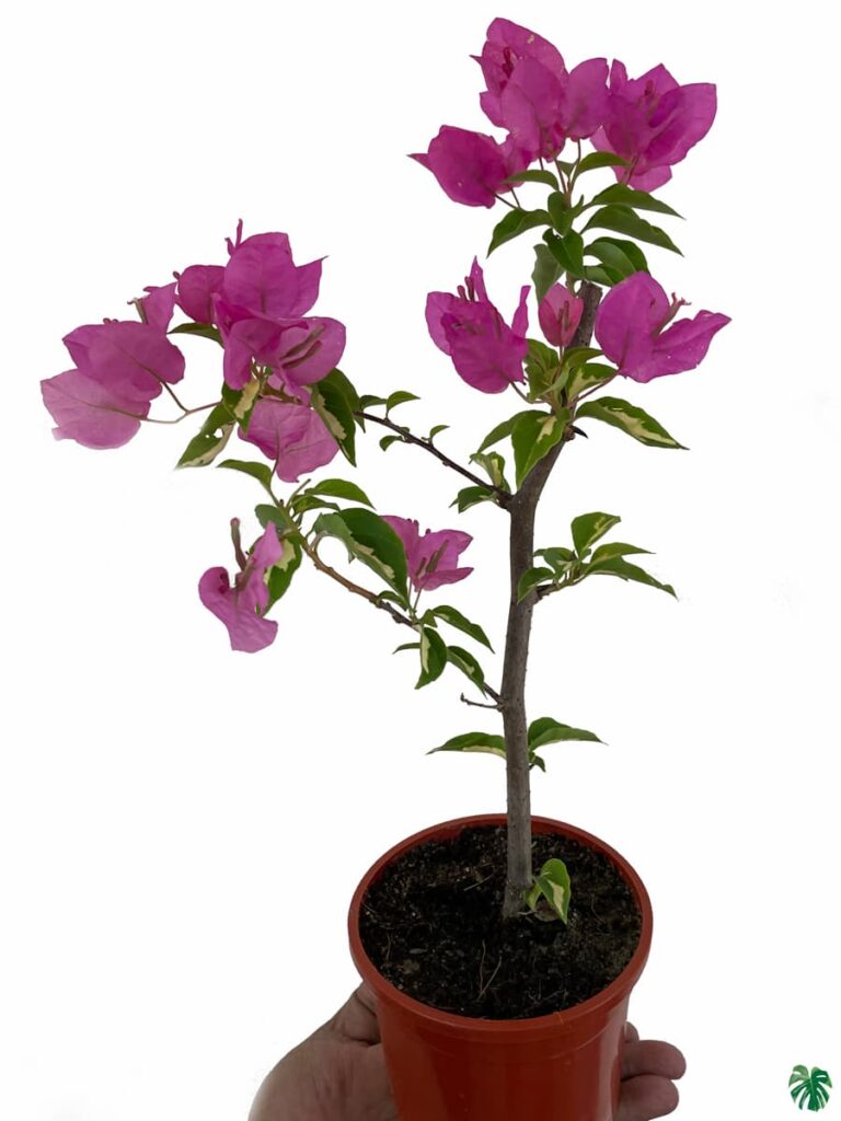 Buy Bougainvillea Thimma Online Peppyflora