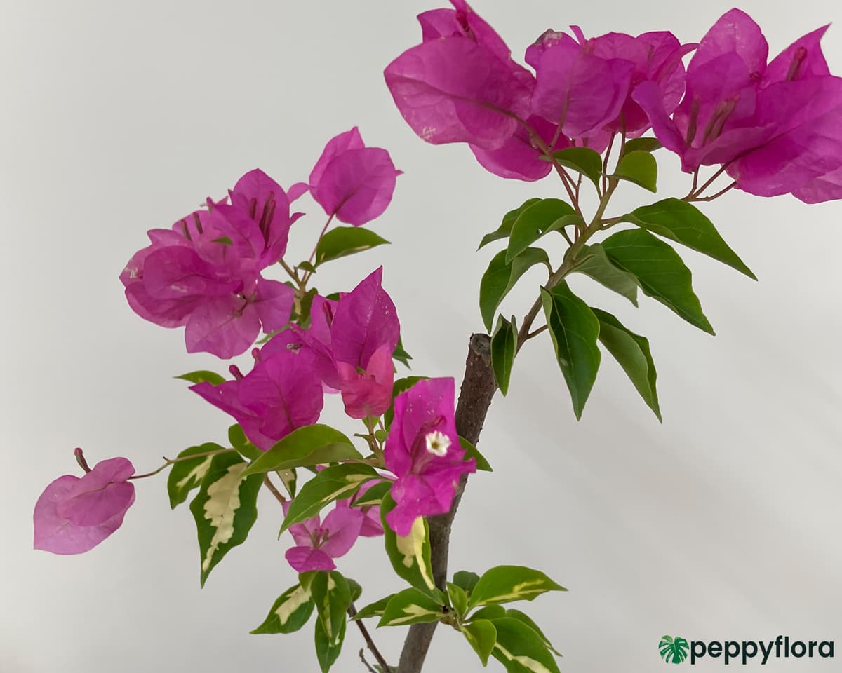 Bougainvillea Thimma For Sale Peppyflora