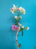 Bougainvillea-White-Pink-3x4-Product-Peppyflora-01-a-Moz
