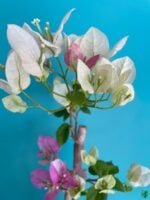 Bougainvillea-White-Pink-3x4-Product-Peppyflora-01-b-Moz