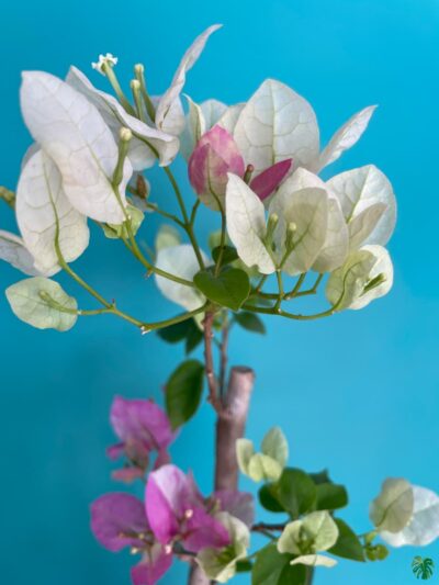 Bougainvillea White Pink 3X4 Product Peppyflora 01 B Moz