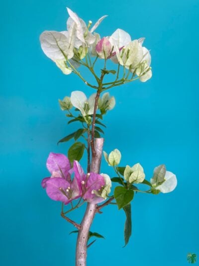 Bougainvillea White Pink 3X4 Product Peppyflora 01 C Moz