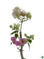 Bougainvillea-White-Pink-3x4-Product-Peppyflora-01-d-Moz