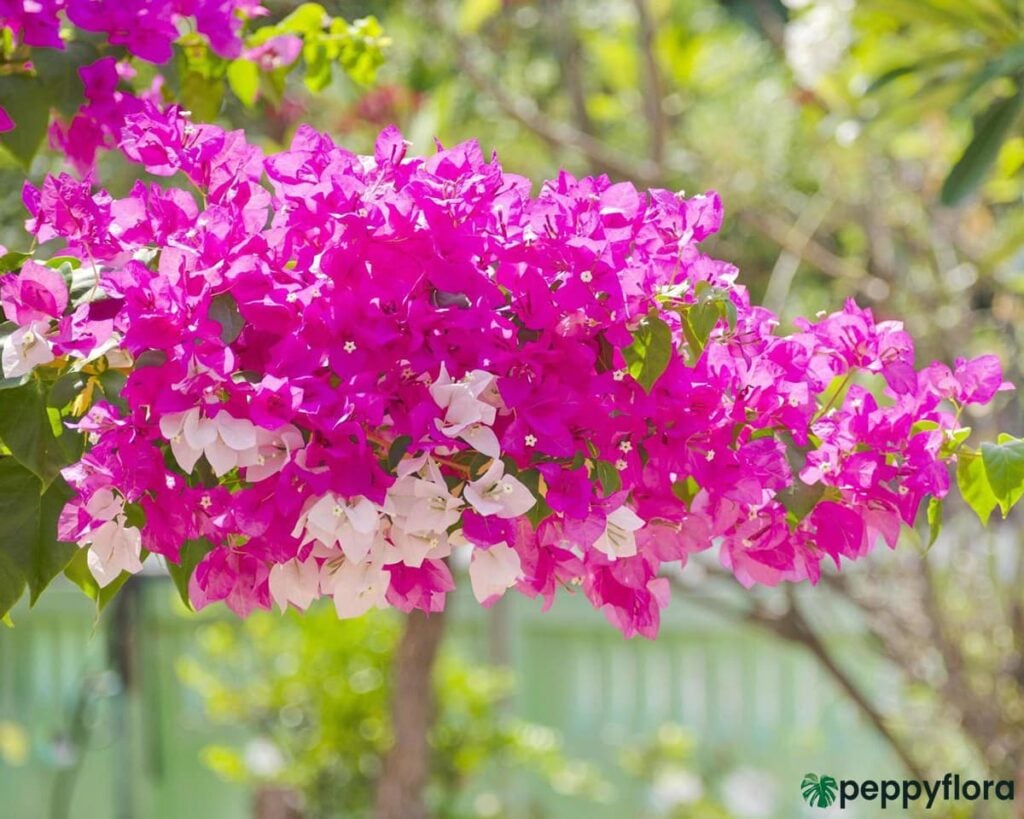 Bougainvillea White Pink Product Peppyflora 02 Moz